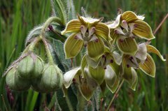 Asclepias cultriformis