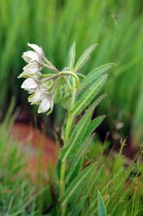 Asclepias cultriformis
