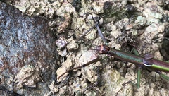 Sinophasma mirabile