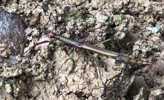 Sinophasma mirabile