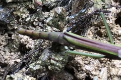 Sinophasma mirabile