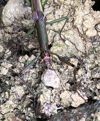 Sinophasma mirabile