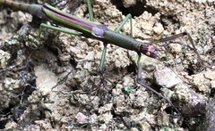 Sinophasma mirabile