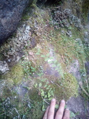 Cystopteris tasmanica