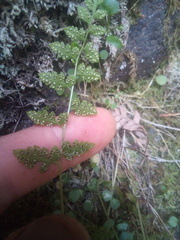 Cystopteris tasmanica