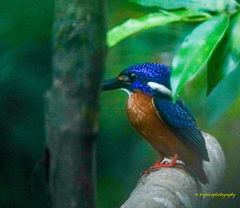 Alcedo meninting