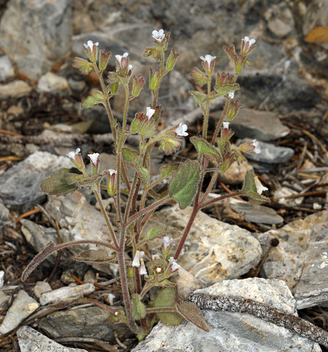 Handsome phacelia (Phacelia peirsoniana)