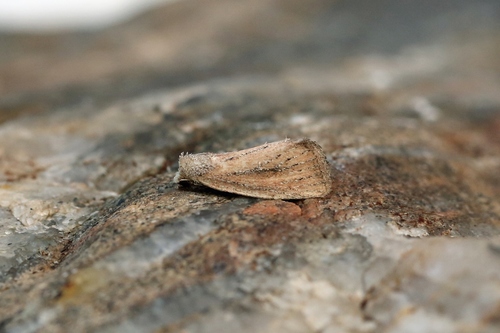 Small Rufous