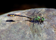 Ophiogomphus mainensis