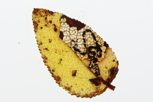 Bilberry Pigmy
