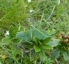 Polysarcus denticauda