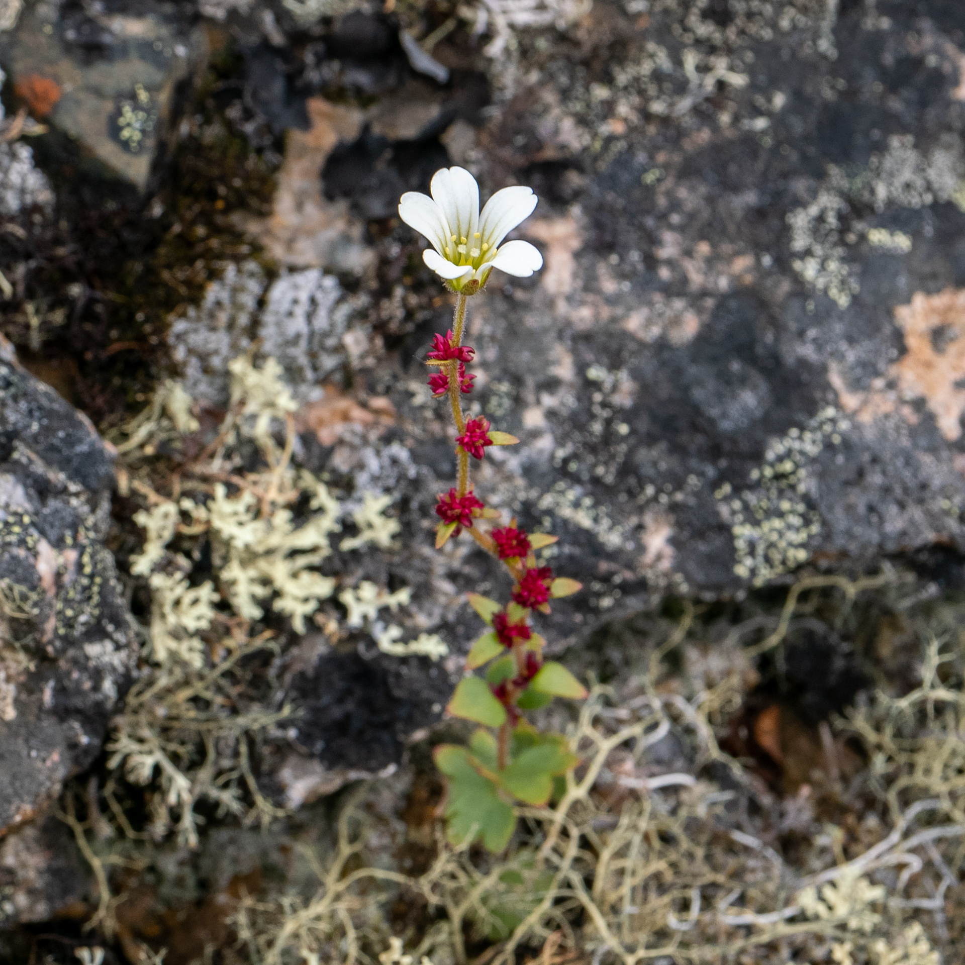 Saxifraga cernua