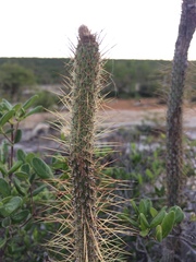 Leocereus bahiensis