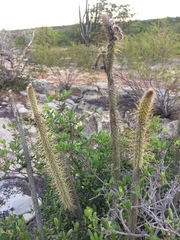 Leocereus bahiensis