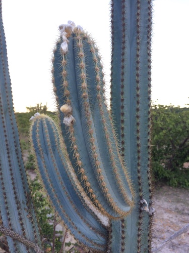 Pilosocereus pachycladus ssp. pachycladus
