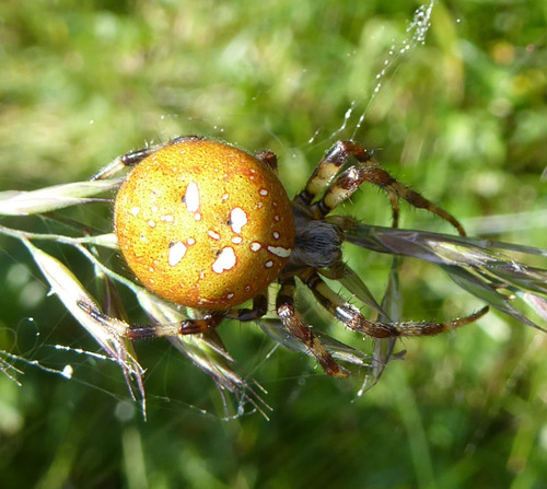 Four-spot Orbweaver