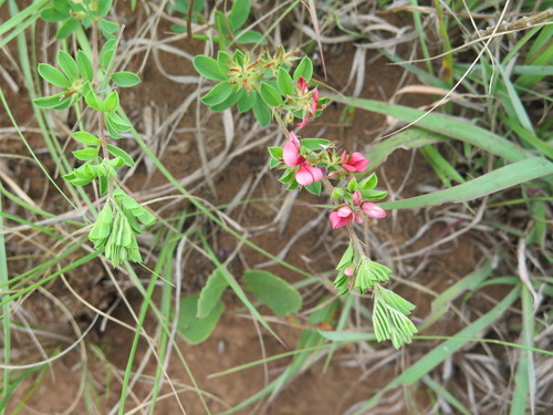 Image of Indigofera crebra by (c) Lutendo Mudzielwana, some rights reserved (CC BY-SA)