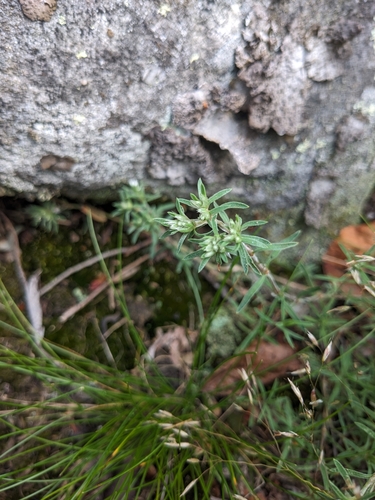 Image of Paronychia argyrocoma by (c) Alaina Krakowiak, some rights reserved (CC BY)