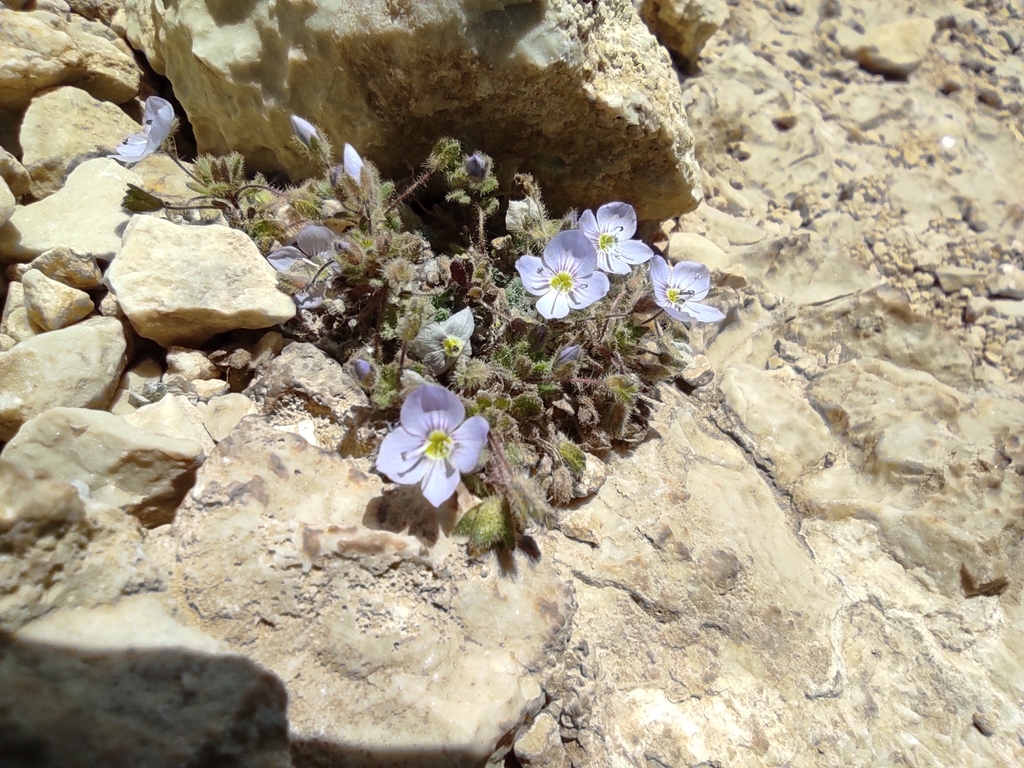 Pentasepalae