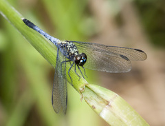 Erythrodiplax basalis