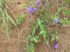 Rotheca