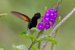 Eupherusa nigriventris