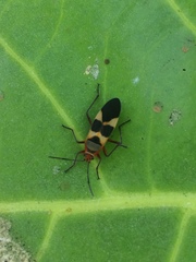 Oncopeltus unifasciatellus