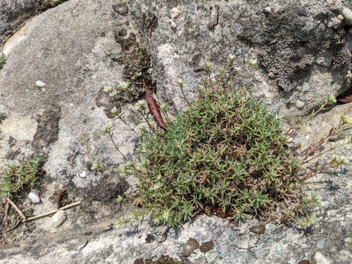 Image of Paronychia argyrocoma by (c) Alaina Krakowiak, some rights reserved (CC BY)