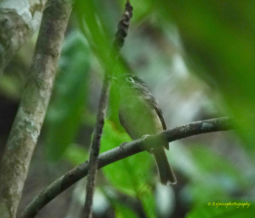 Alcippe nipalensis