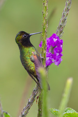 Eupherusa nigriventris