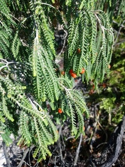 Passerina ericoides
