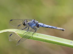 Erythrodiplax basalis