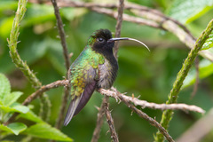 Eupherusa nigriventris