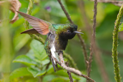 Eupherusa nigriventris