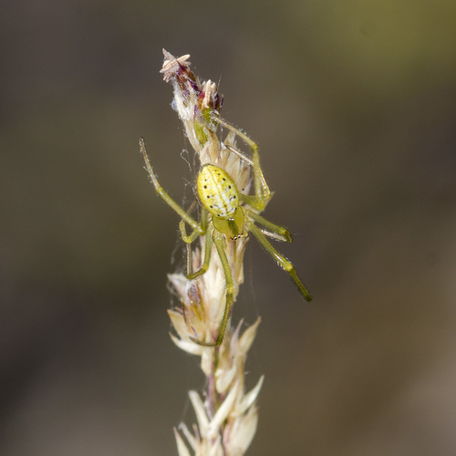 Scarce candy-striped spider