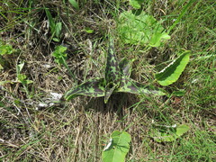 Ledebouria floribunda