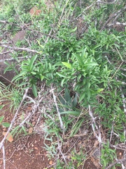 Pristimera longipetiolata