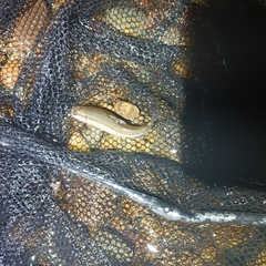 Tachanovsky's Gudgeon photo 2