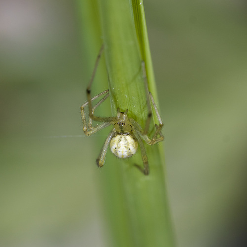 Scarce candy-striped spider