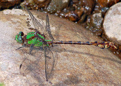 Ophiogomphus rupinsulensis