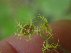 Pectiantia pentandra