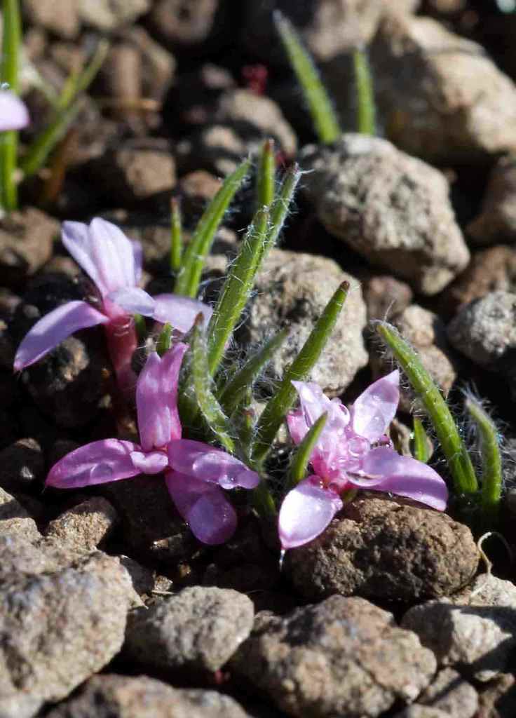 Rhodohypoxis rubella