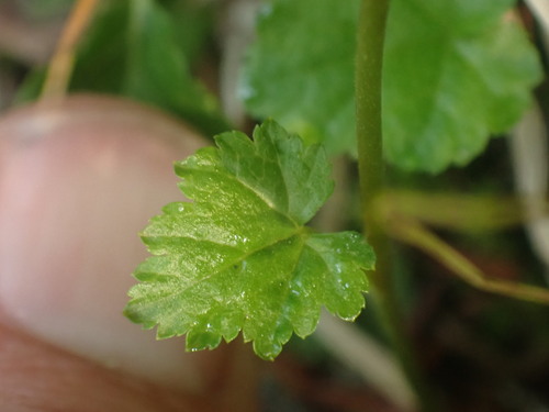 Pectiantia pentandra, photograph 1