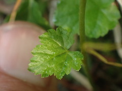 Pectiantia pentandra, photograph Shane Johnson, CC0, iNaturalist via GBIF