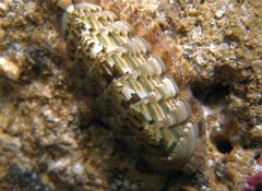Rhyssoplax diaphora