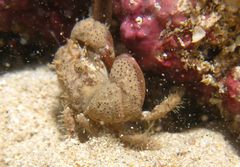 Pilumnus