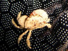 Pilumnus
