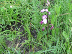 Eulophia hians hians