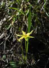 Empodium monophyllum