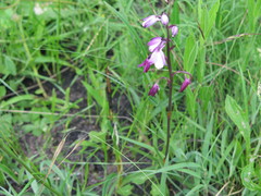 Eulophia hians hians